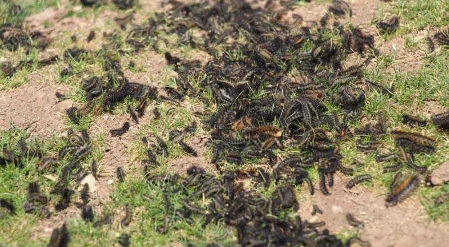 Şırnak'ta tırtıl istilası