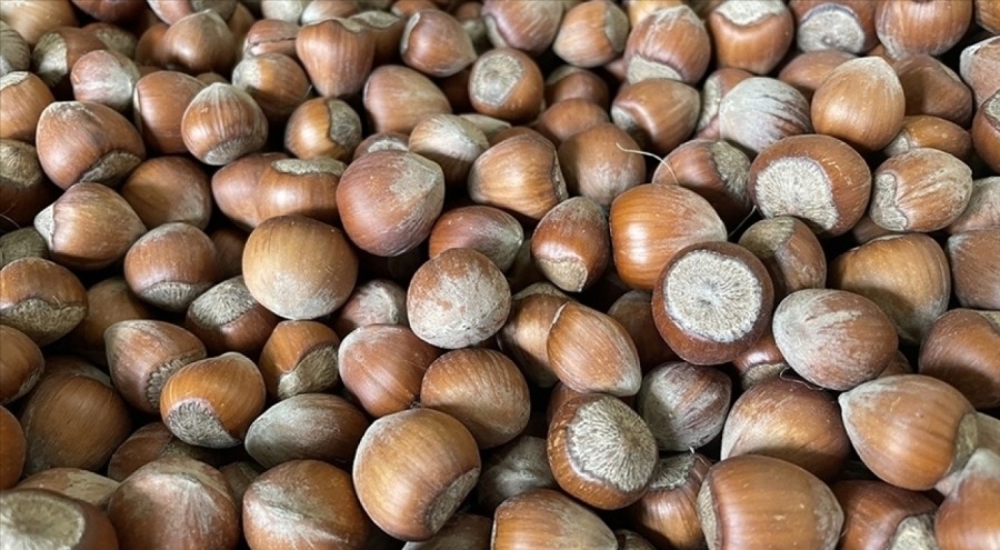 Türkiye fındık ihracatında 1 milyar dolar kazandı