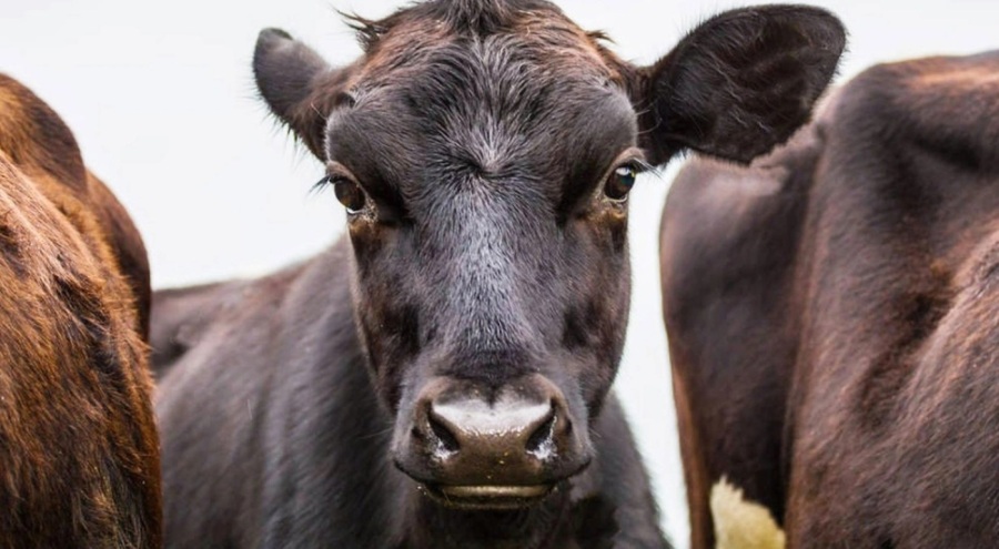 3 ülkede deli dana vakası!