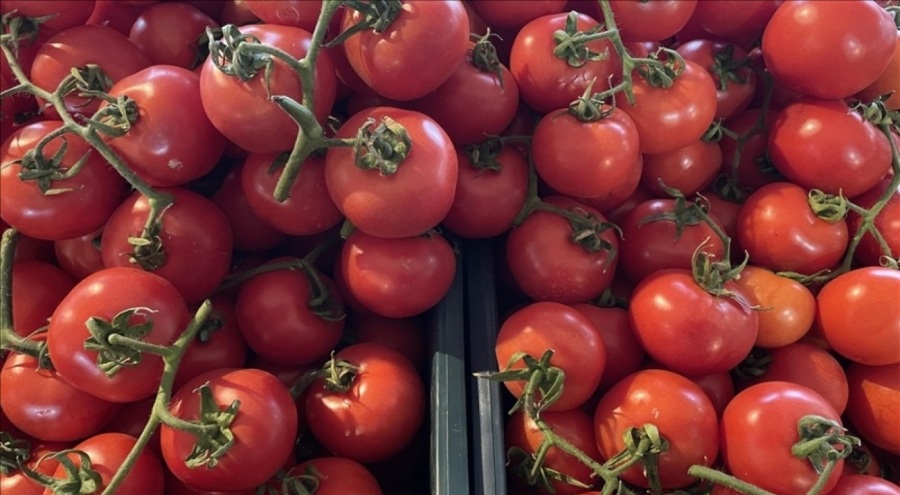Domates ihracatına  kısıtlama geldi!