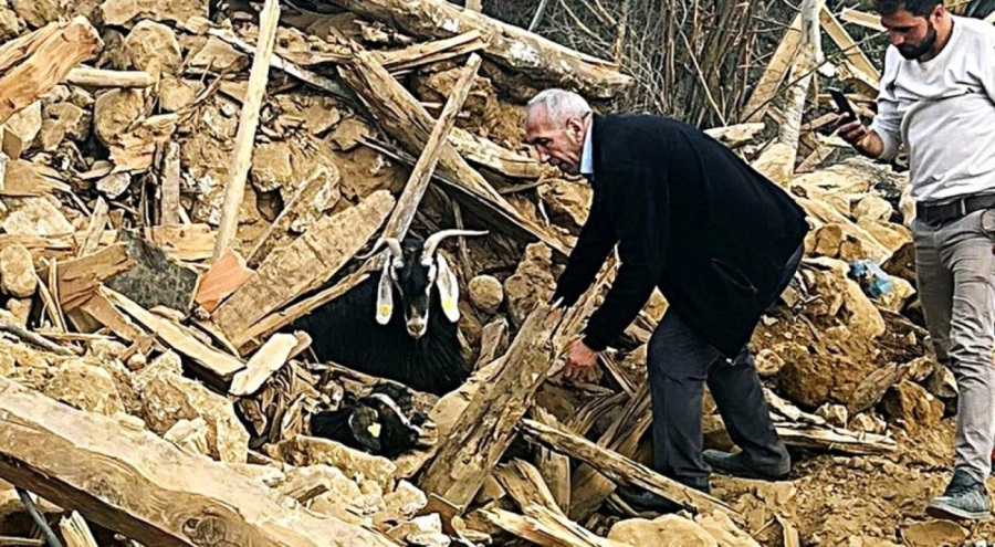 Kahramanmaraş'ta 2 keçi 637 saat sonra enkazdan kurtarıldı