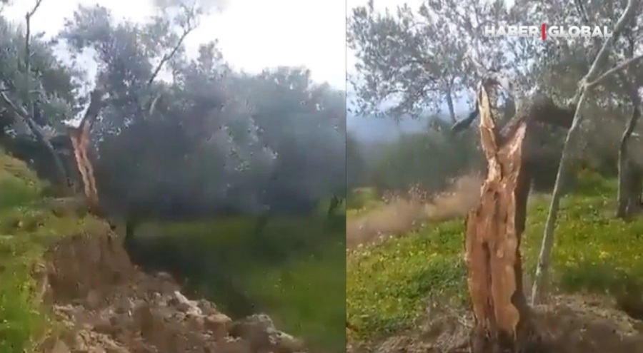Hatay'da kırılan fay hattı zeytin ağacını ikiye böldü