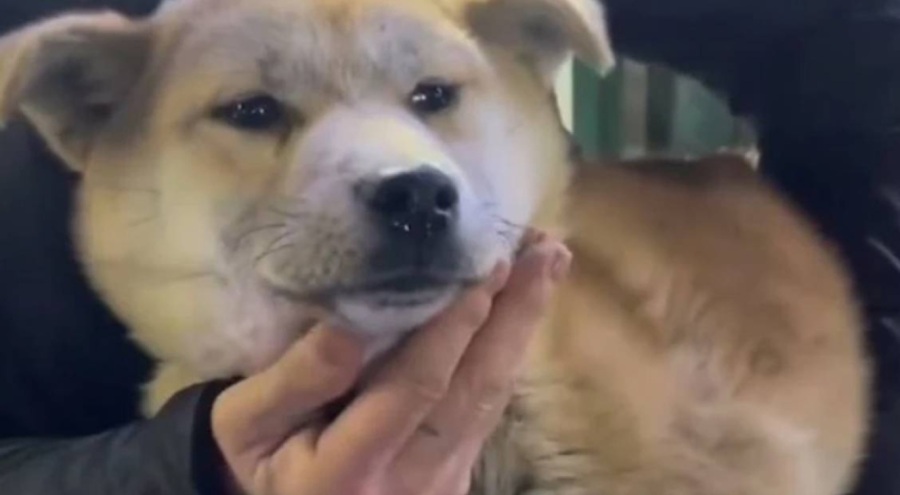 Güney Kore'de bir arazide binden fazla ölü köpek bulundu