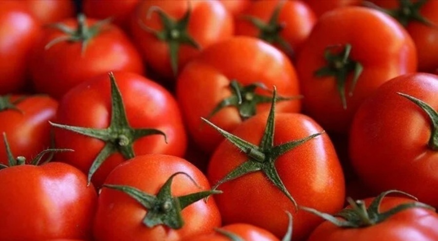Domates ihracatı yasağı kalktı