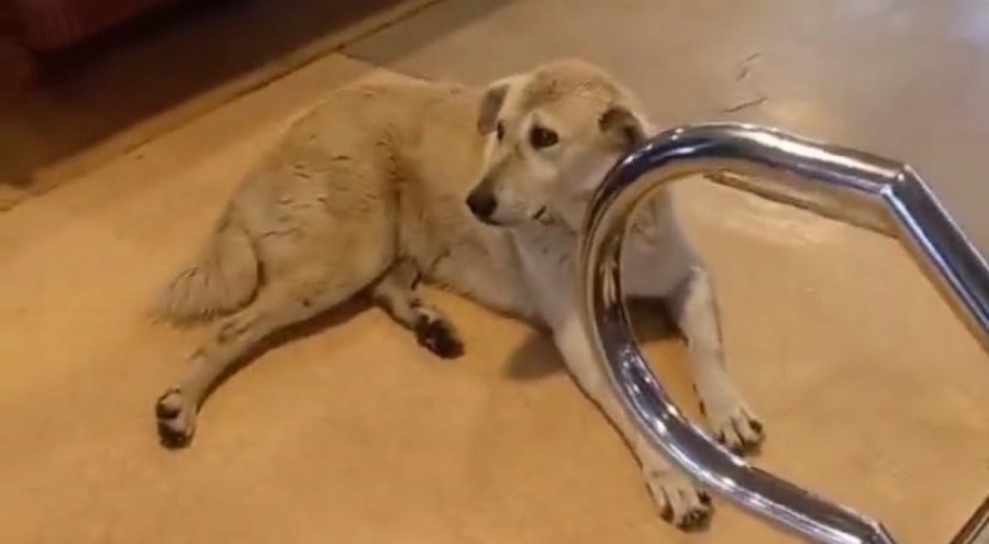 Kaptan, köpek yüzünden vapur seferini iptal etti