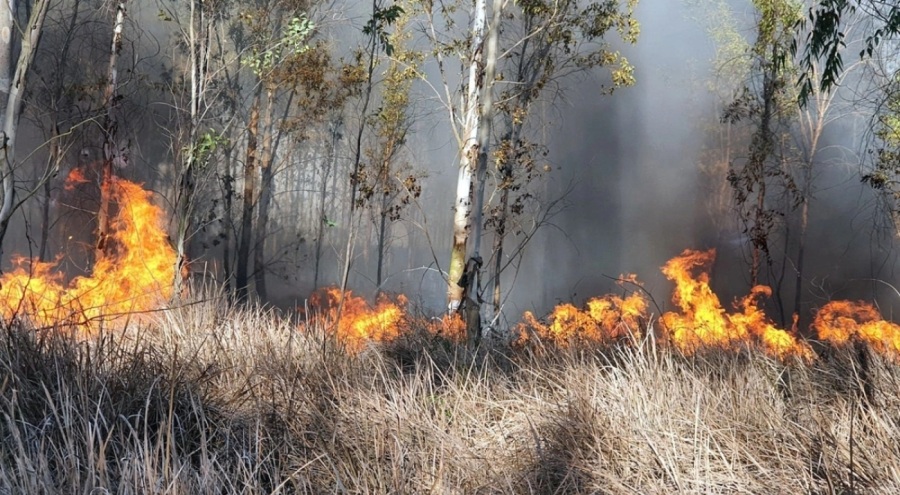 Mersin'de orman yangını