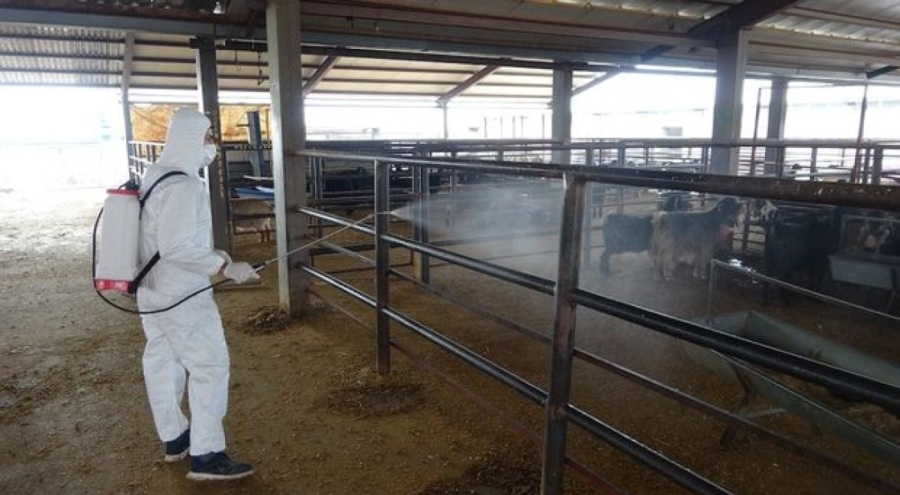 Türkiye'de yeni bir şap virüsü tespit edildi