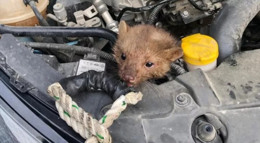 Otomobilin motor bölümünde sıkışan sansar alarmı