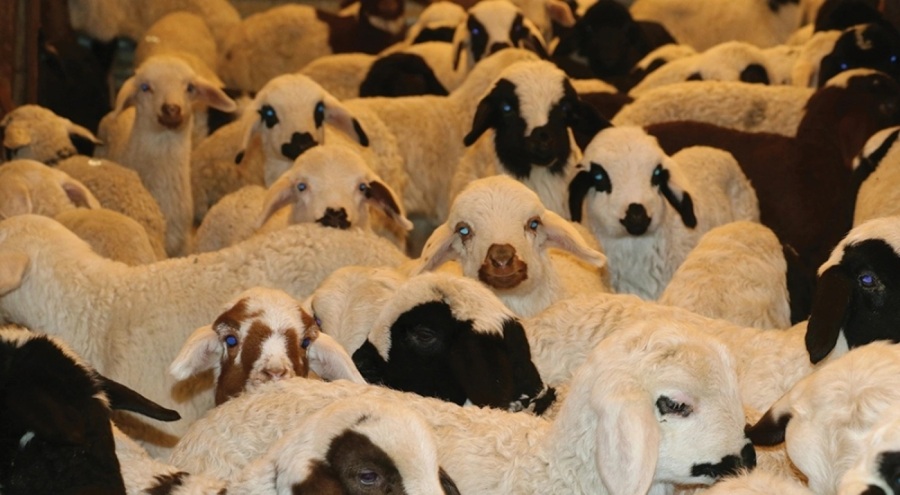 SAT-2 tipi şap virüsü nedir?