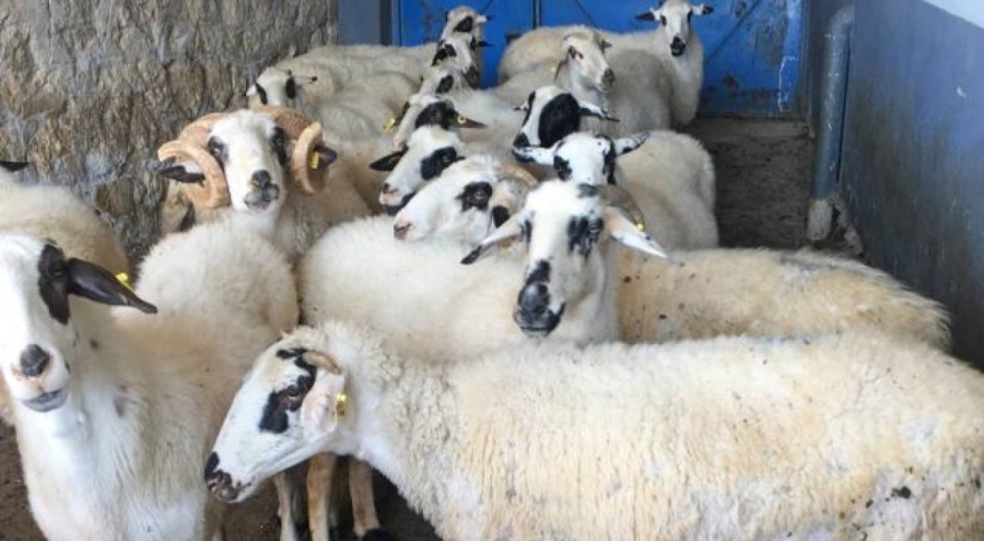 Tunceli'de şap hastalığı alarmı