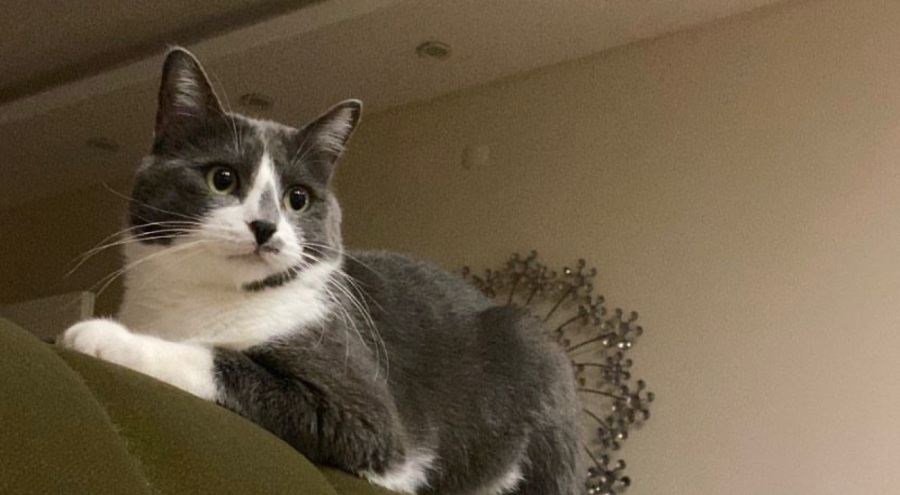 Depremde kaybolan 'Gümüş' 32 gün sonra bulundu