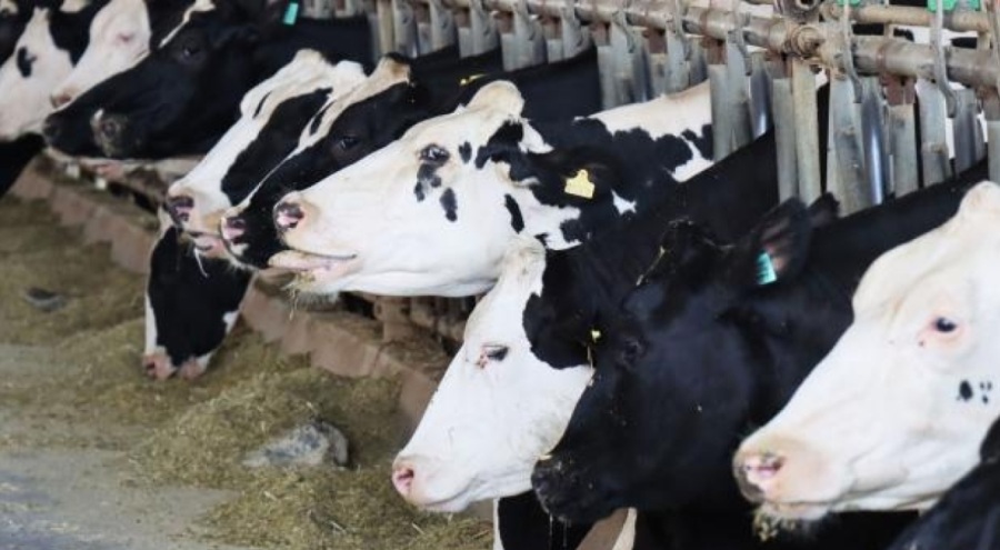 Denizli'de hayvan pazarları kapatıldı