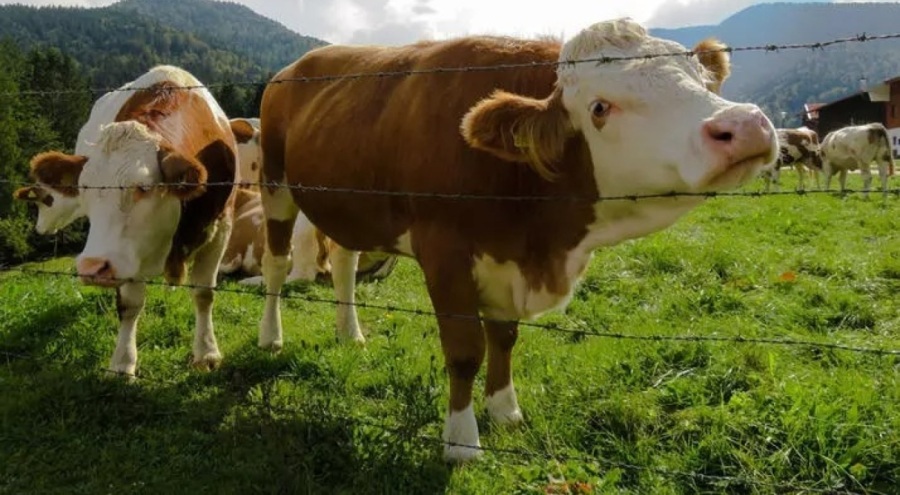 Türkiye'de ilk vaka görüldü! İnsanlara da çok hızlı bulaşıyor