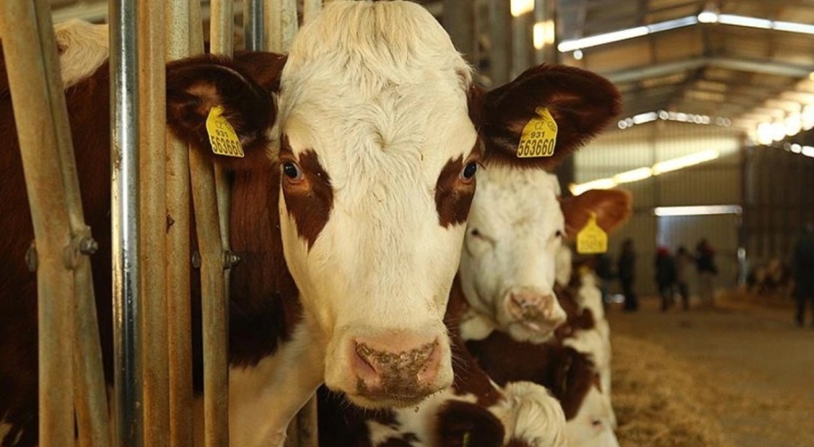 Bakanlıktan  şap hastalığına ilişkin önemli bilgilendirme