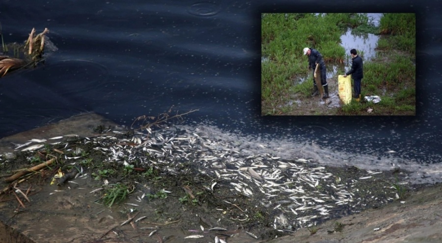 Aydın'da toplu balık ölümleri görülen ve rengi siyaha dönüşen Çine Çayı'na ilişkin inceleme!