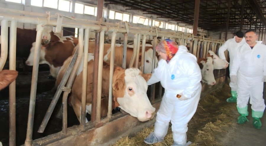 Uzmanlar şap hastalığına dikkat çekti: Çok hızlı bulaşıyor