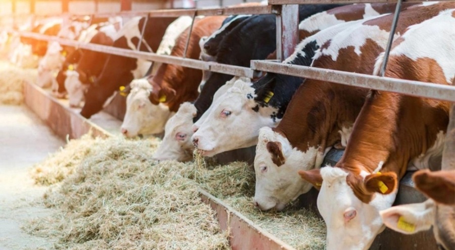 OHAL bölgesinde yetiştiricilere şeker yardımı yapılacak