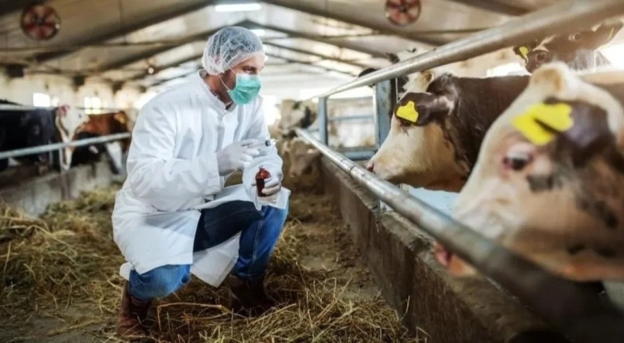 Ülke genelinde şap hastalığıyla mücadele tüm hızıyla sürüyor