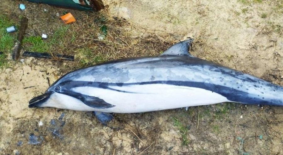 Fransa'da kıyıya vermiş 23 yunus bulundu