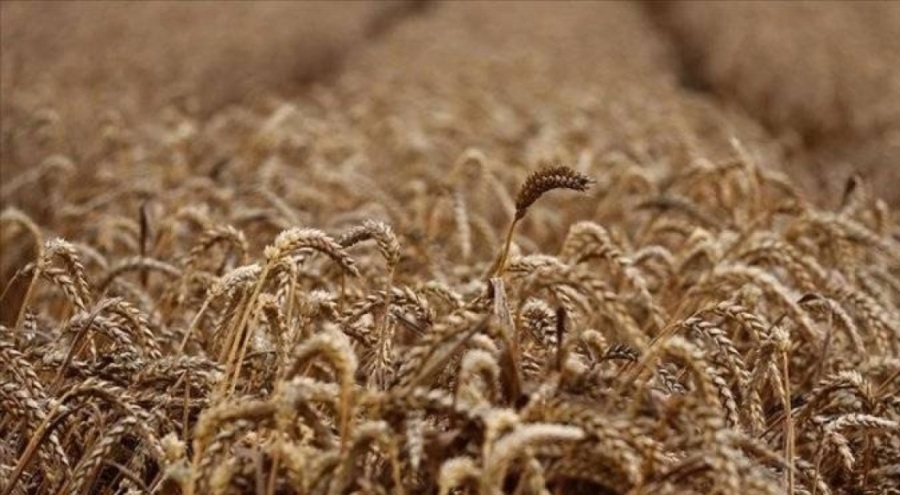 BM'den Tahıl Koridoru Anlaşması açıklaması: Küresel gıda güvenliği için çok önemli