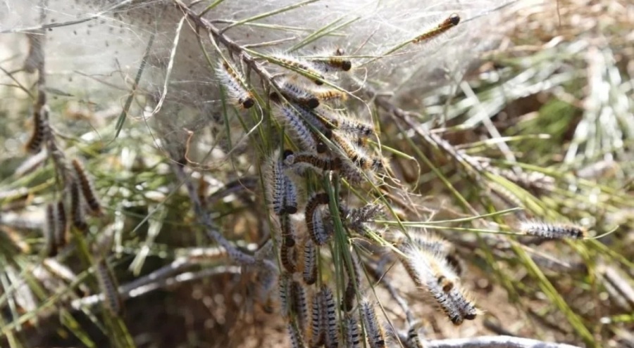 Ormanları tehdit eden böcek için her yere tel kafesler bırakıldı