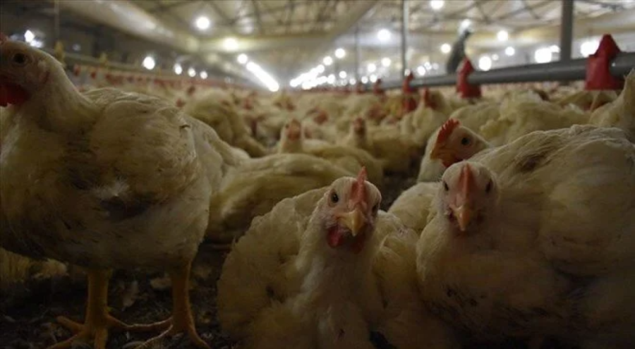 Tavuk eti üretiminde yüzde 3,8 yükseliş