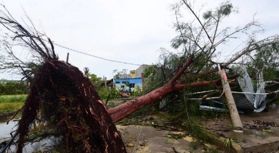 Meksika'da şiddetli rüzgar ağaçları yerinden söktü: 5 yaralı