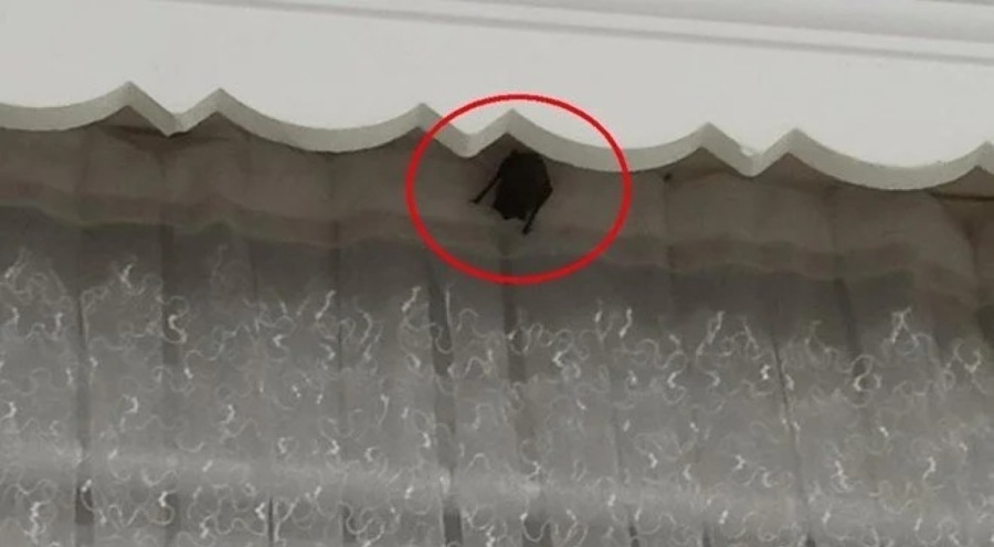 Eve giren yarasa 2 yaşında ve 10 aylık iki kardeşi ısırdı