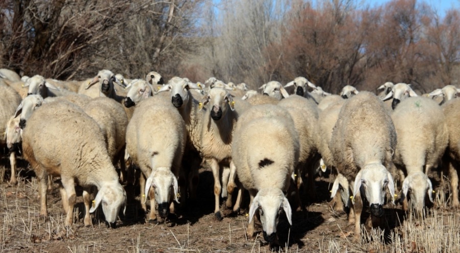 Denizli'nin Çivril ilçesinde hayvan otlatmak yasaklandı