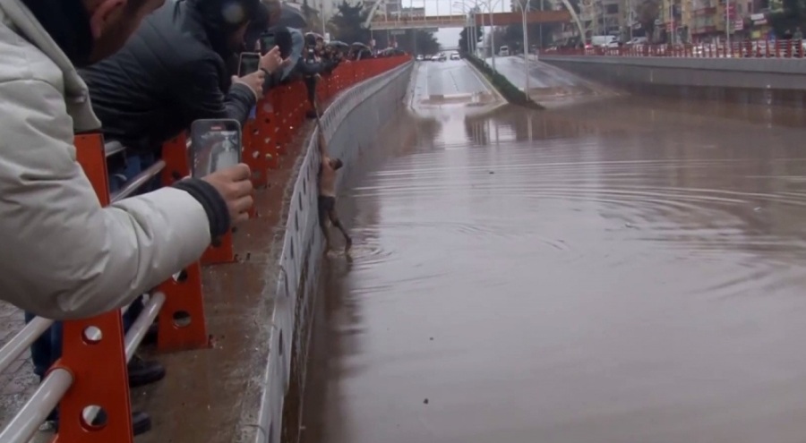 Şanlıurfa'da aracıyla su altında kalan bir kişi kendi çabasıyla yüzerek kurtuldu