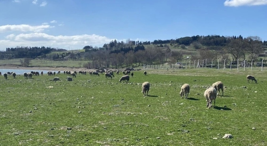 Baraj Gölü çekildi: Balıkların yerini koyunlar aldı