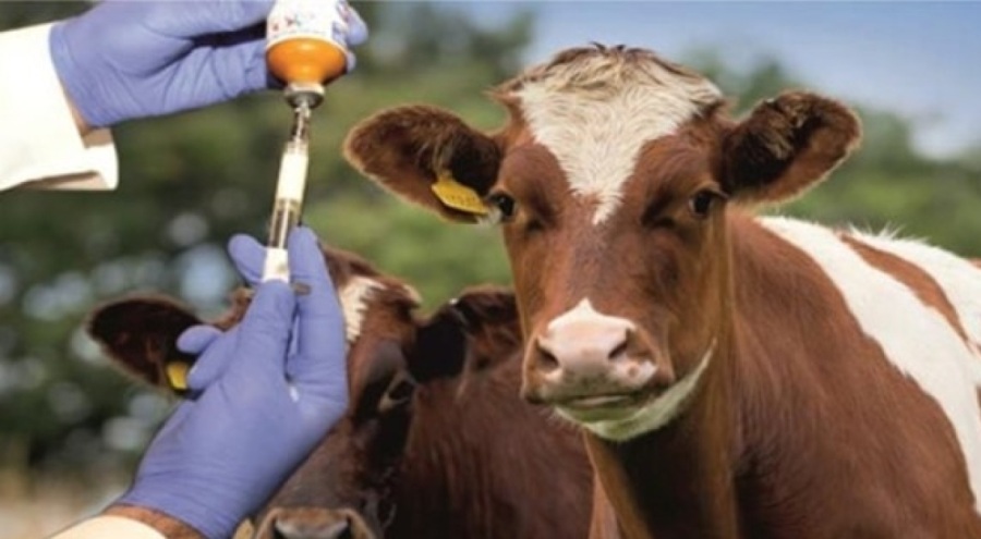 Eskişehir'de hayvan pazarları kapatıldı