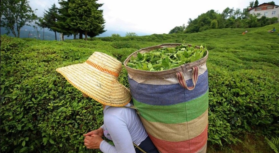 ÇAYKUR 2022 yılında 60 milyon lira kar ettiğini duyurdu