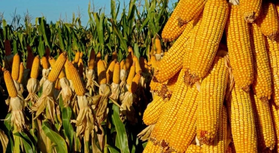 115 milyon liralık ödemeler bugün hesaplara aktarılacak