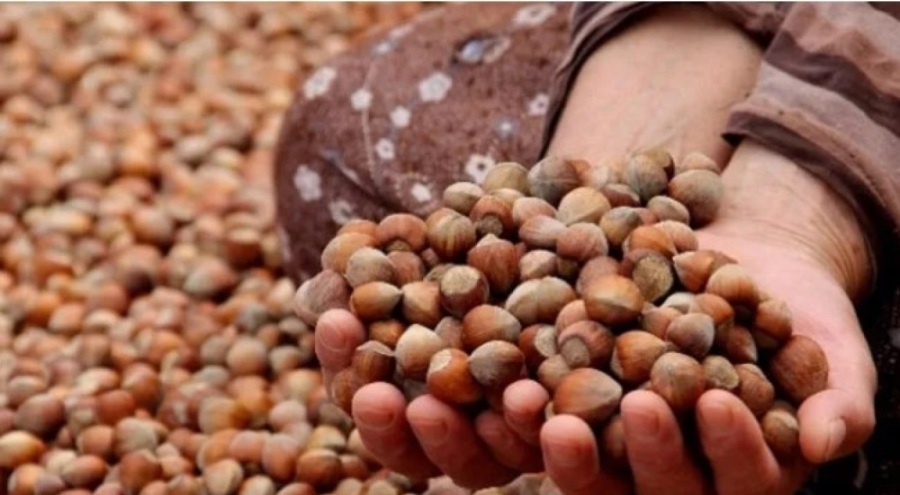 Fındık fiyatları geriledi