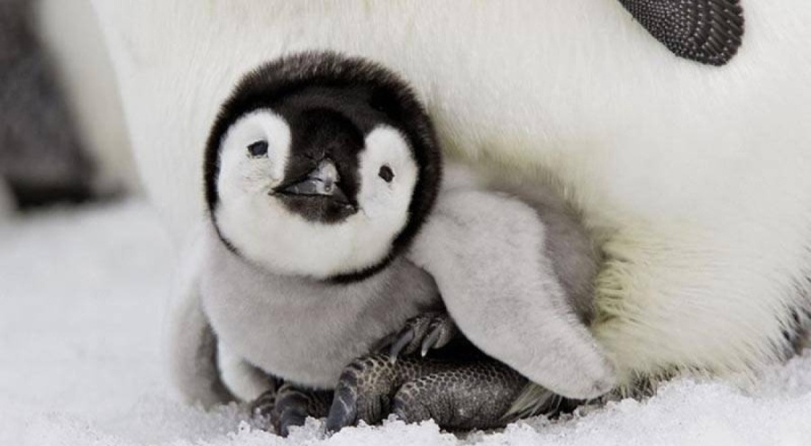 Katarakt ameliyatı olan penguenlere özel üretim lensler takıldı