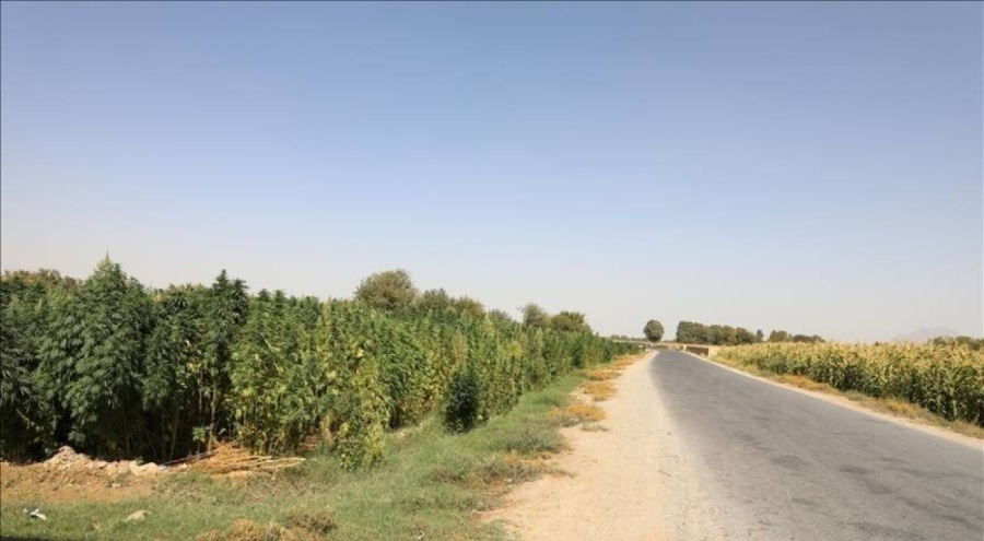 Taliban, Afganistan'da kenevir ekimini yasakladığını duyurdu