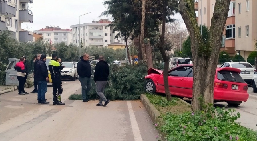 Bursa'da alkollü sürücü ağacı devirerek durabildi