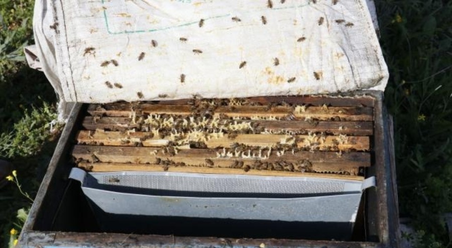 700 adet bal peteğini çaldılar! Arılar telef oldu