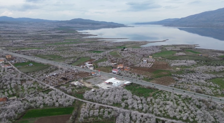 Depremin vurduğu Malatya'da, kayısı ağaçları çiçek açtı
