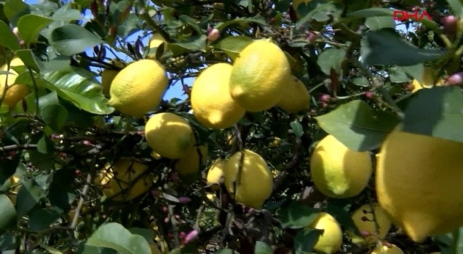 Hatay'da limonlar dalda kaldı