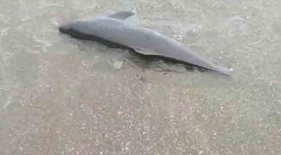 Trabzon sahile ölü yunus vurdu