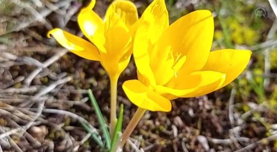 Baharın müjdecisi çiğdemler açarak doğayı renklendirdi