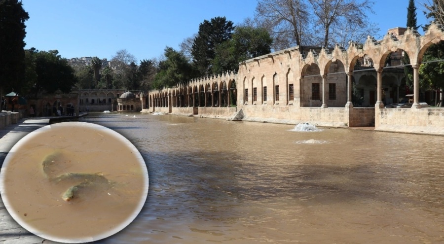 Balıklıgöl'de selin ardından balıklar yeniden görülmeye başladı