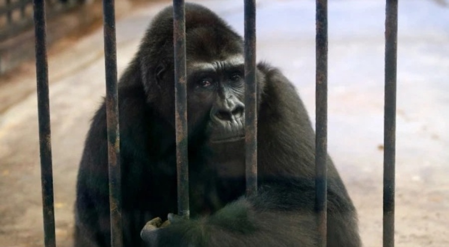 'Dünyanın en yalnız gorili' için 120 bin imza toplandı