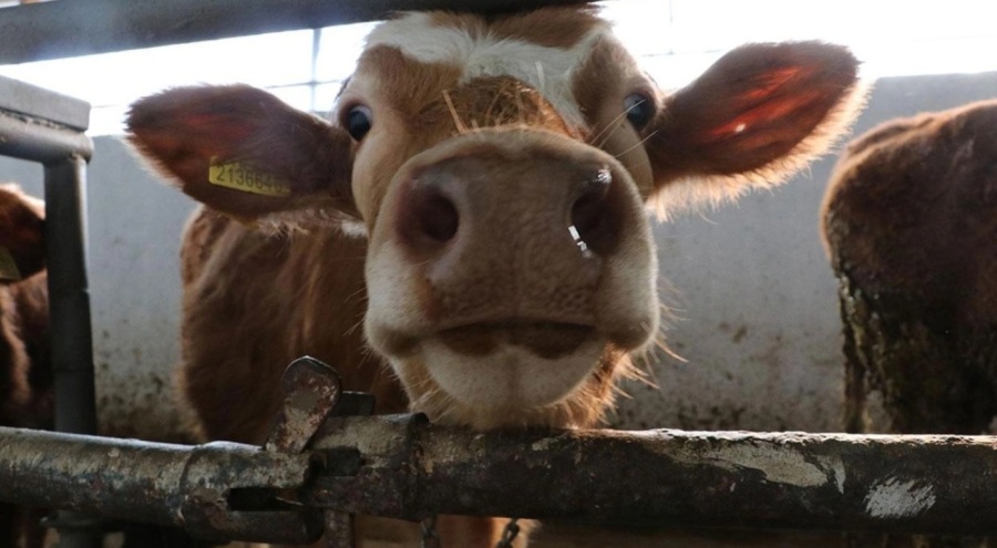 Şap hastası hayvanı kesime götürürken yakalandı!