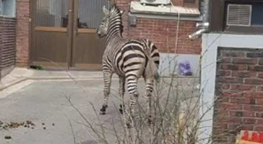 Güney Kore'de hayvanat bahçesinden kaçan zebra şehre indi