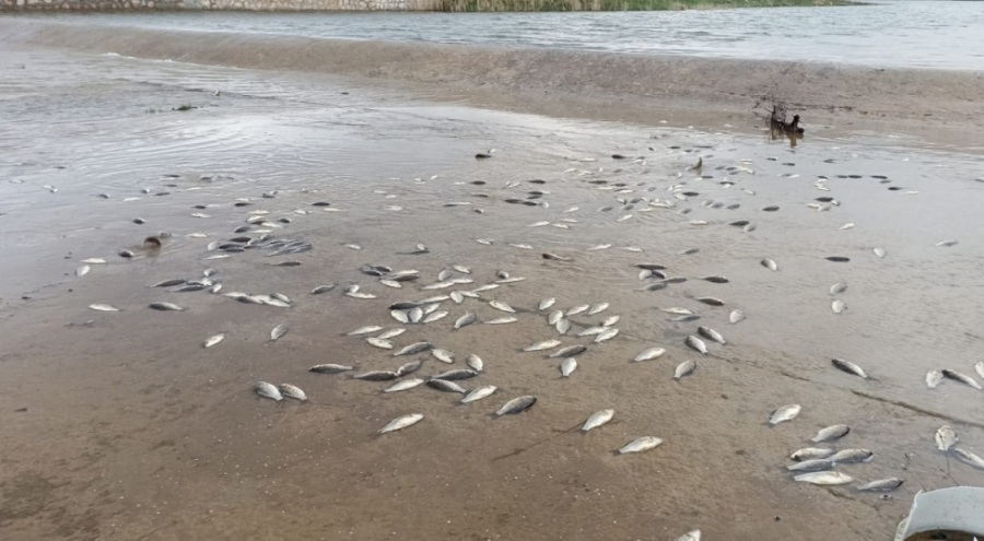 Yumurtladıktan sonra gölete dönemeyen binlerce balık öldü