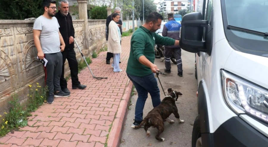 Pitbull korkusundan kimse giriş çıkış yapamadı