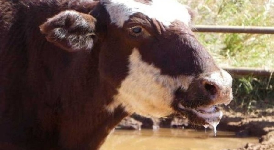 Şap hastalığında kuş uyarısı